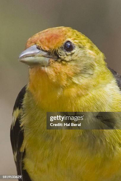 western tanager female close-up - piranga ludoviciana stock pictures, royalty-free photos & images