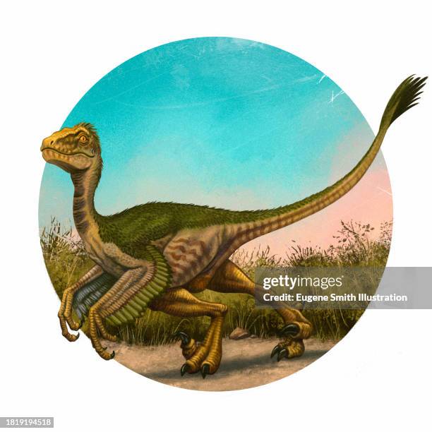 velociraptor - cretaceous stock pictures, royalty-free photos & images
