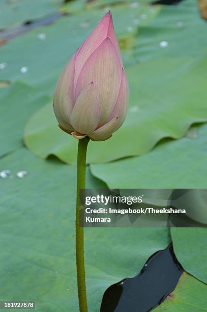 close up of the lotus bud - maharagama imagens e fotografias de stock