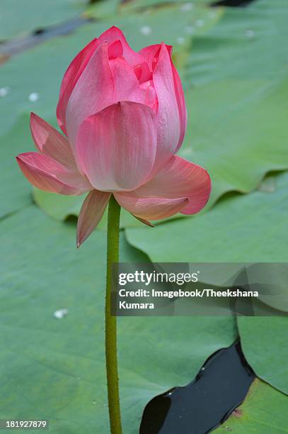 purple lotus flower and leaves - maharagama imagens e fotografias de stock