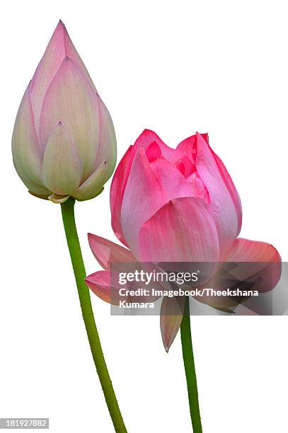 purple lotus flower - maharagama imagens e fotografias de stock