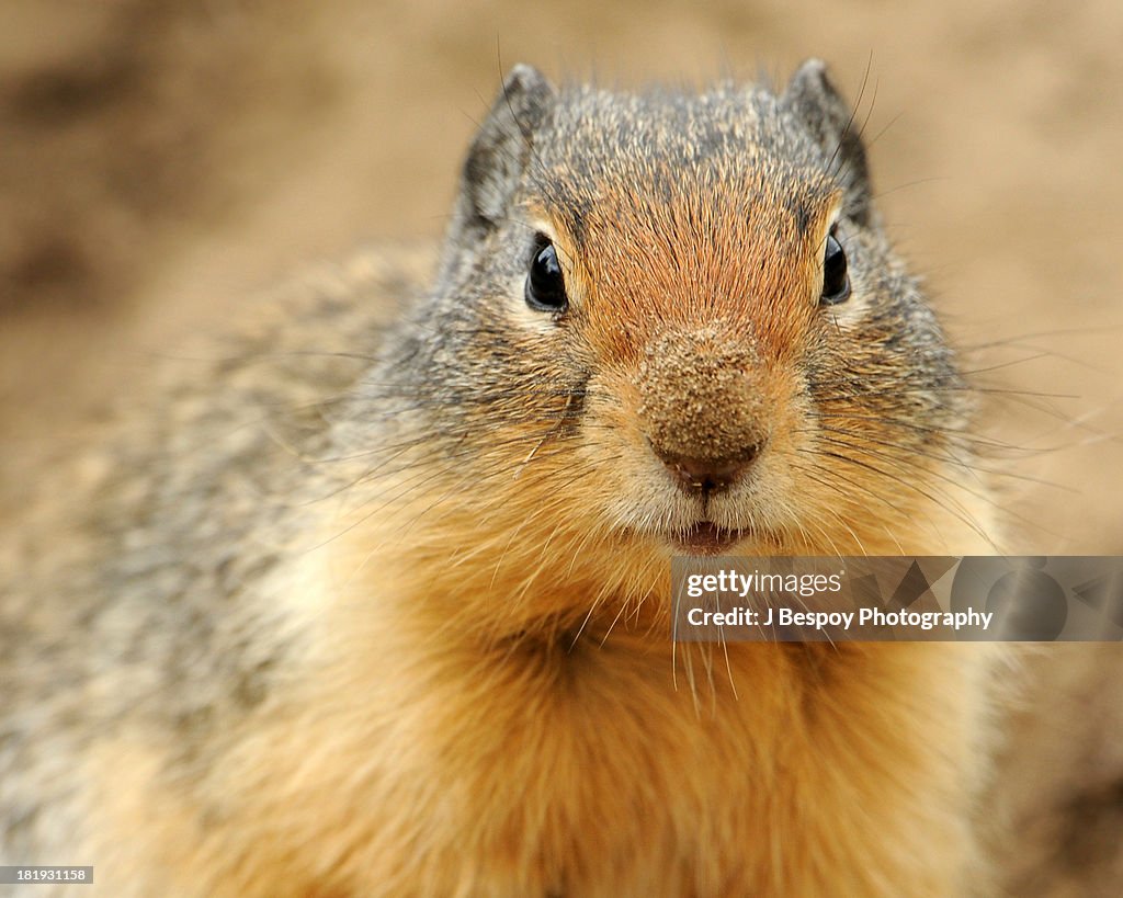 Close Up of a Columbian Ground Squirrel's Face