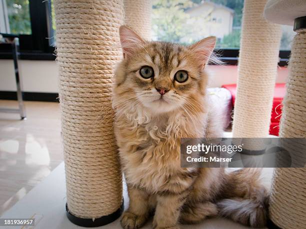 gazing cat (chinchilla golden) - chinchilla stockfoto's en -beelden