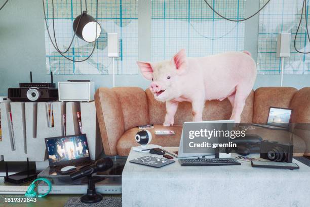 happy pig among endless products for digital content creation - content creation stock pictures, royalty-free photos & images