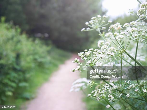 cow-parsley on country path. - cow parsley stock pictures, royalty-free photos & images