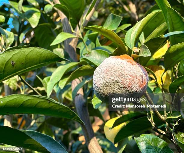 Red Lemon Rotten 114 Rotten Lemon Stock Photos, High-Res Pictures, and Images - Getty Images