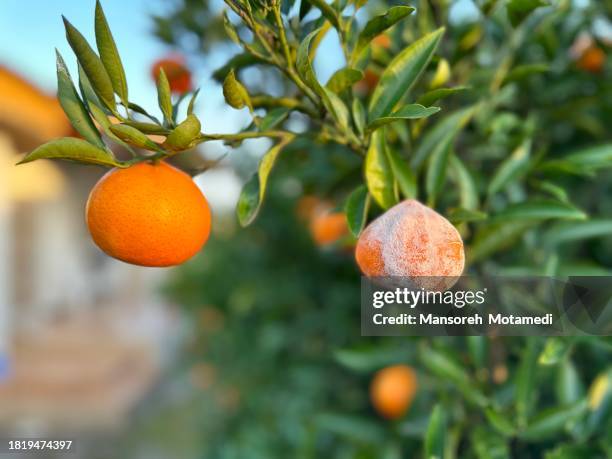 Red Lemon Rotten 114 Rotten Lemon Stock Photos, High-Res Pictures, and Images - Getty Images
