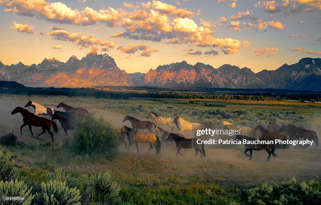 Horse drive at Teton sunrise