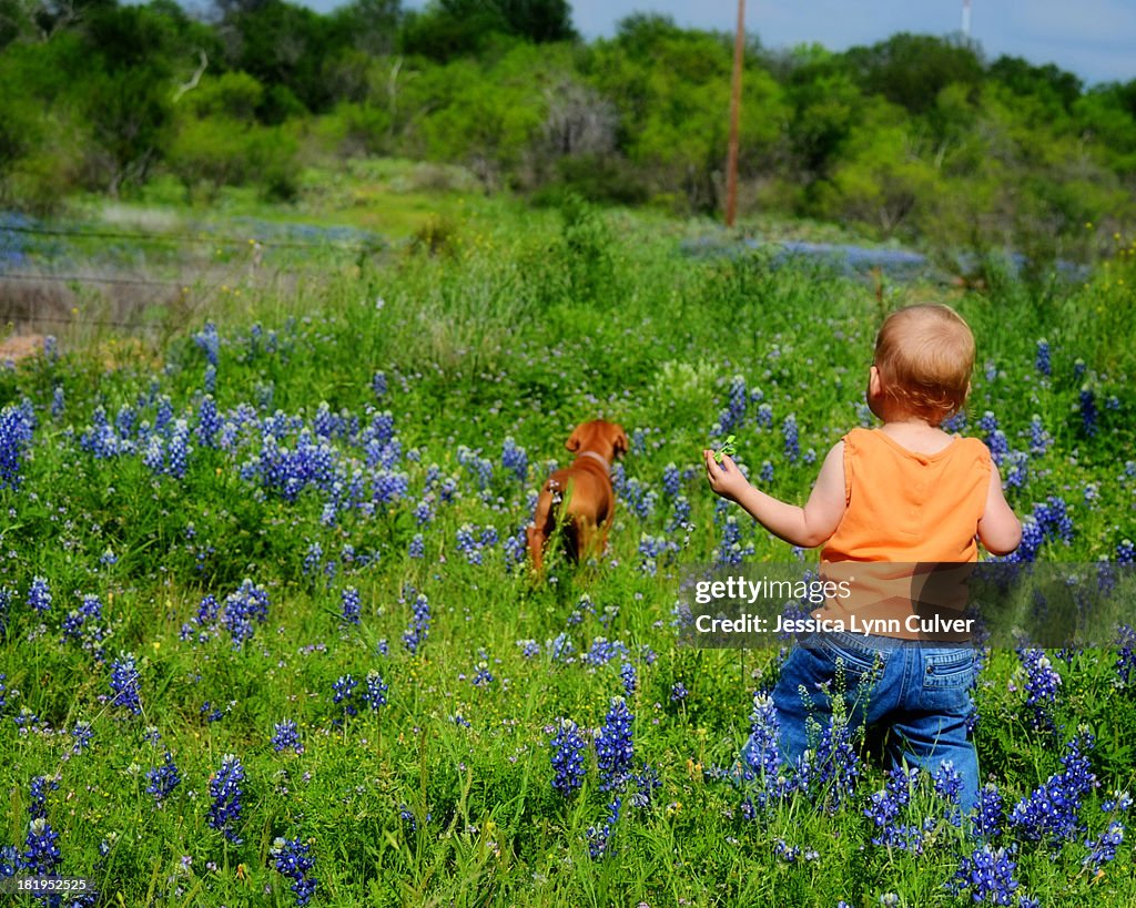 Toddler walking in Bluebonnets with Puppy