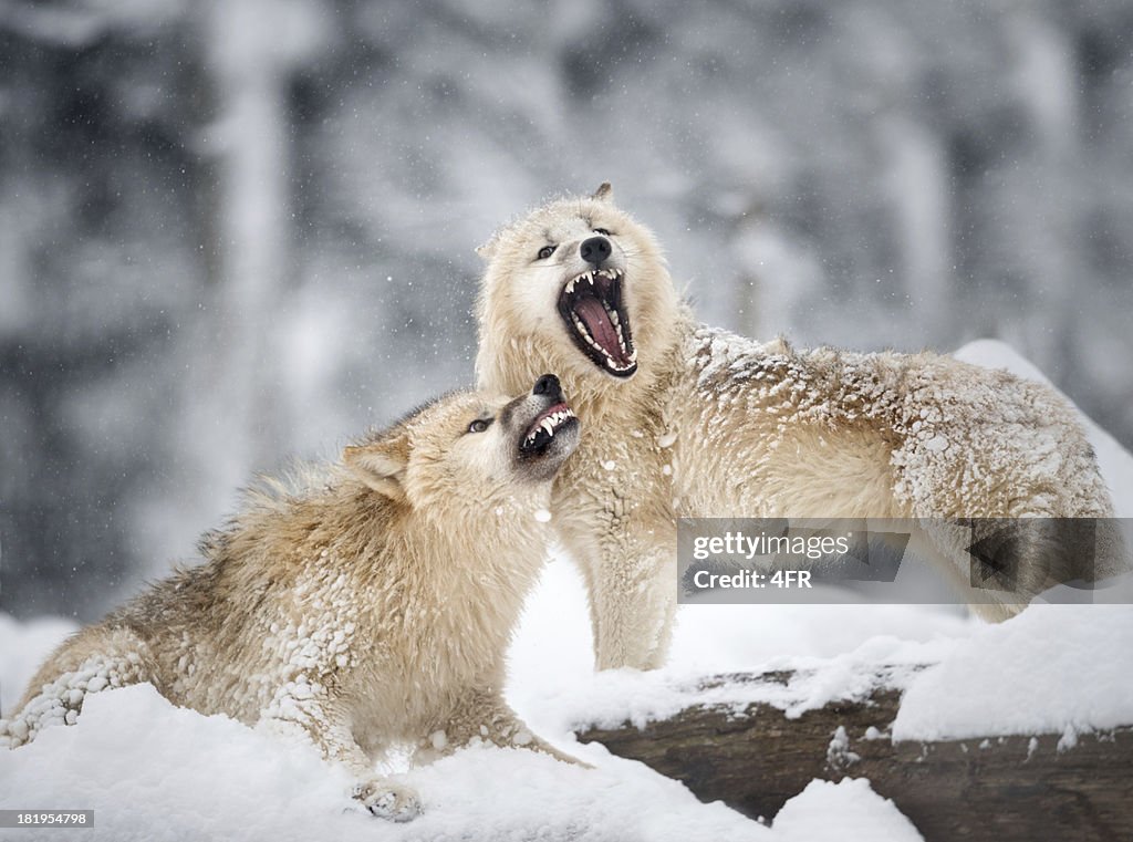 Arctic Wolves in Wildlife, Winter Forest