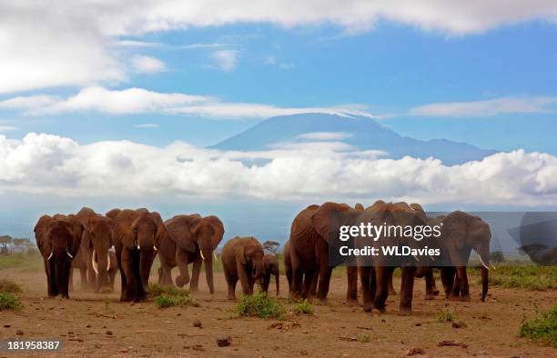 elephants and kilimanjaro - desert elephant stock pictures, royalty-free photos & images