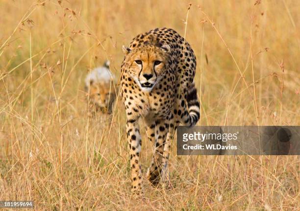 cheetah and cub - cheetah hunt stock pictures, royalty-free photos & images