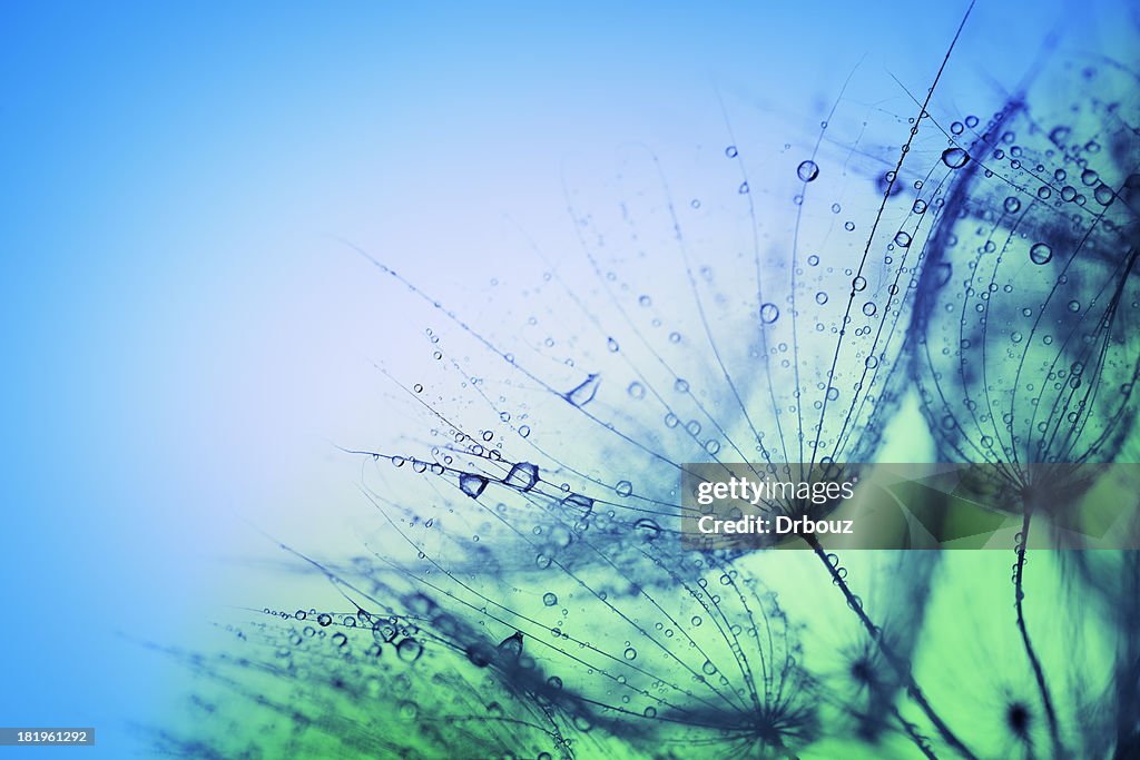 Wet dandelions