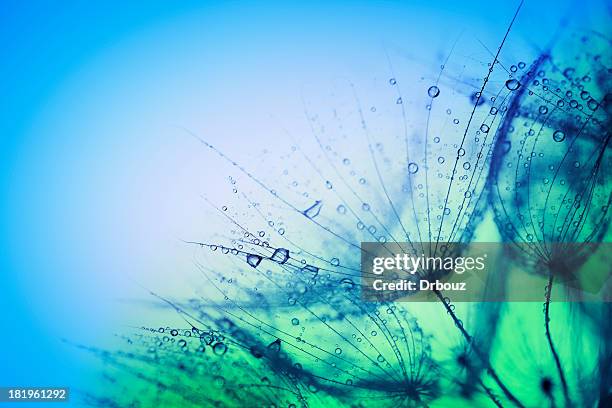 wet dandelions - focus on foreground photos stock pictures, royalty-free photos & images