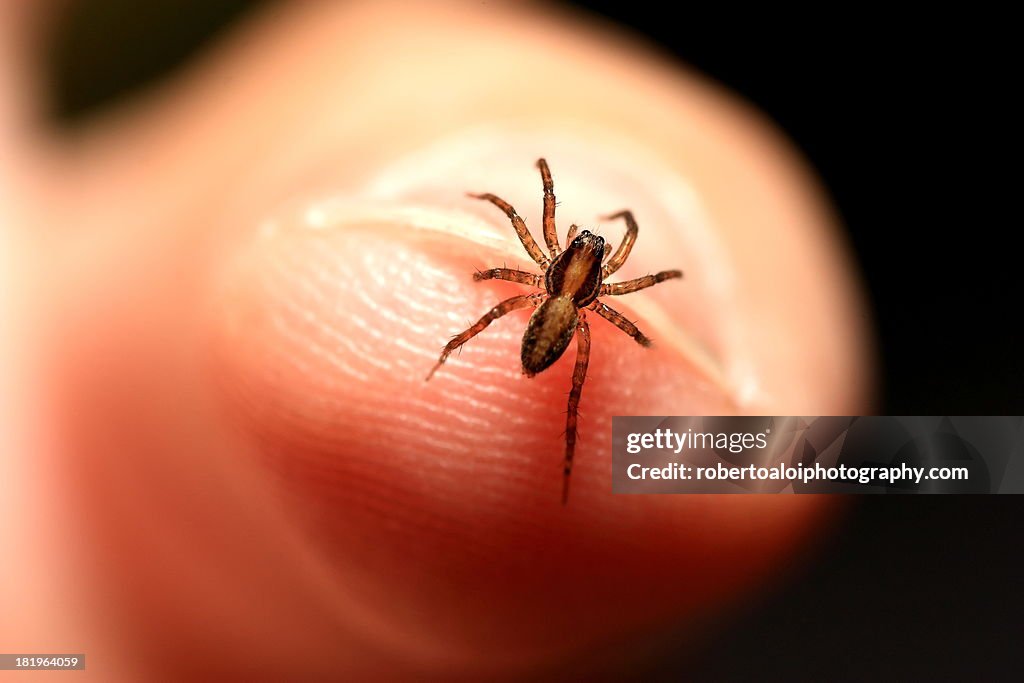 Spider on Fingertip