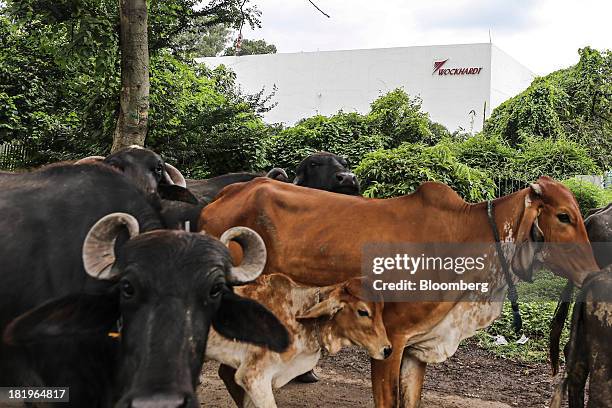 Dairy cows stand outside the Wockhardt Ltd. Manufacturing facility in the Waluj industrial area in Aurangabad, India, on Monday, Sept. 16, 2013....