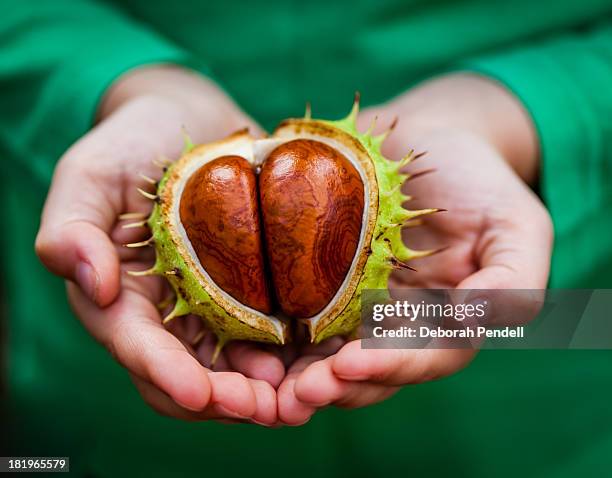 hands holding large conker - horse chestnut photos et images de collection