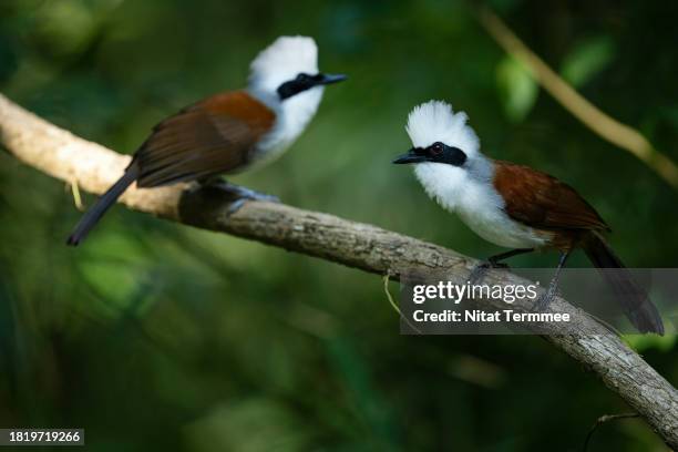 full length of a stunning white-crested laughing thrush (garrulax leucolophus) bird perched on a branch of a tree. birds of thailand. - garrulax leucolophus stock pictures, royalty-free photos & images