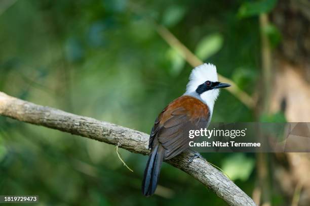 full length of a stunning white-crested laughing thrush (garrulax leucolophus) bird perched on a branch of a tree. - garrulax leucolophus stock pictures, royalty-free photos & images