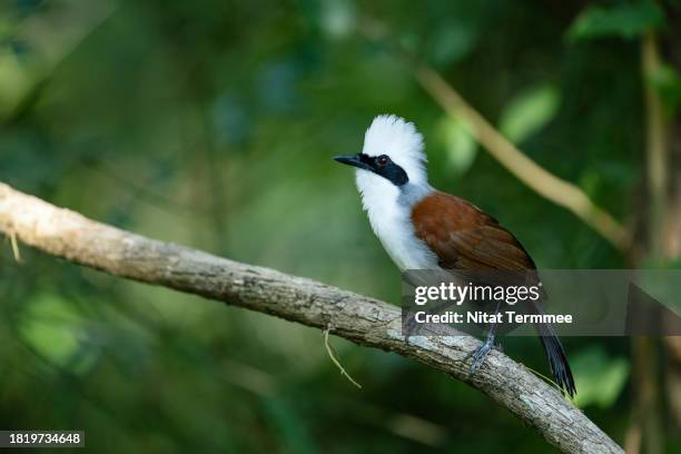 full length of a stunning white-crested laughing thrush (garrulax leucolophus) bird perched on a branch of a tree. - garrulax leucolophus stock pictures, royalty-free photos & images