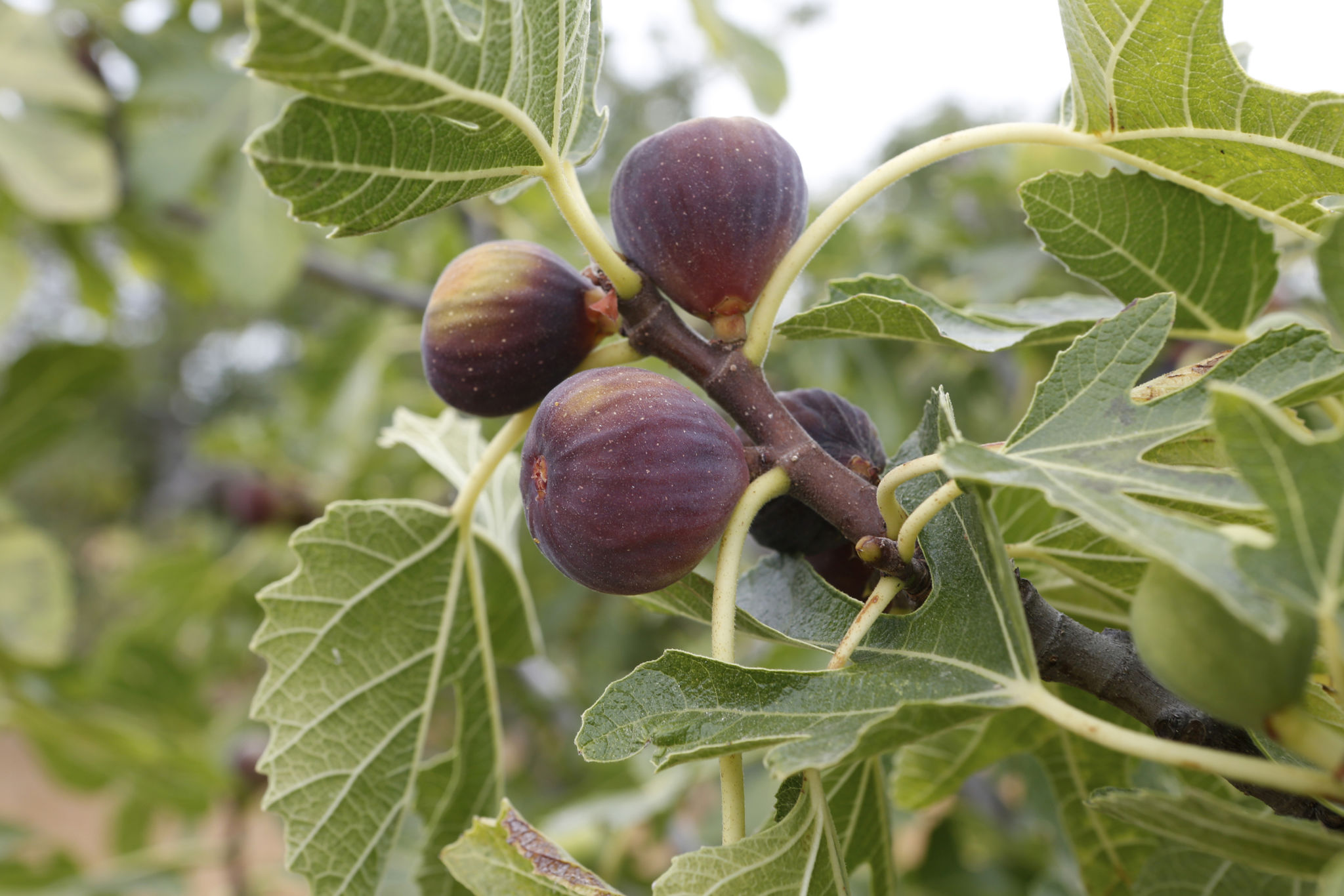 Figs Figs