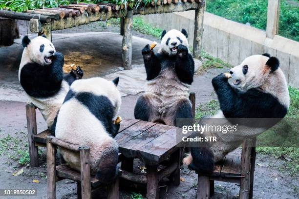 This photo taken on December 2, 2023 shows pandas eating inside their enclosure at a zoo in China's southwestern Chongqing municipality. / China OUT