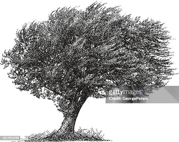 tree. windy. - wind trees stock illustrations