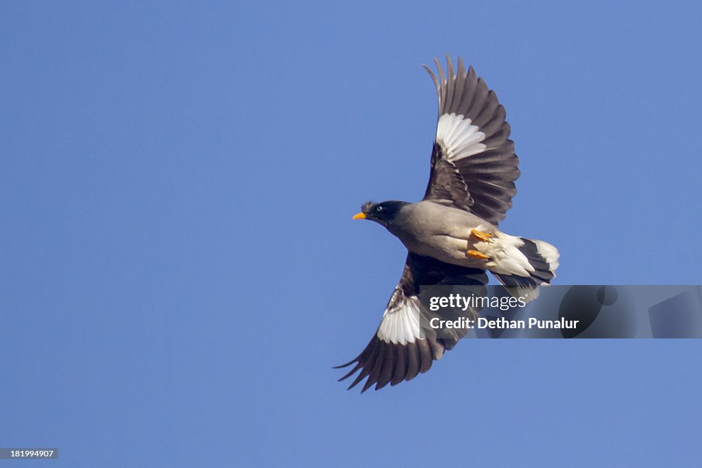 Jungle Myna in flight