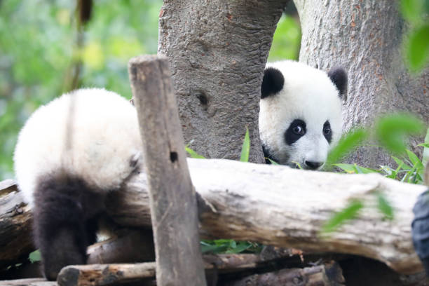 CHN: Giant Panda In Chengdu