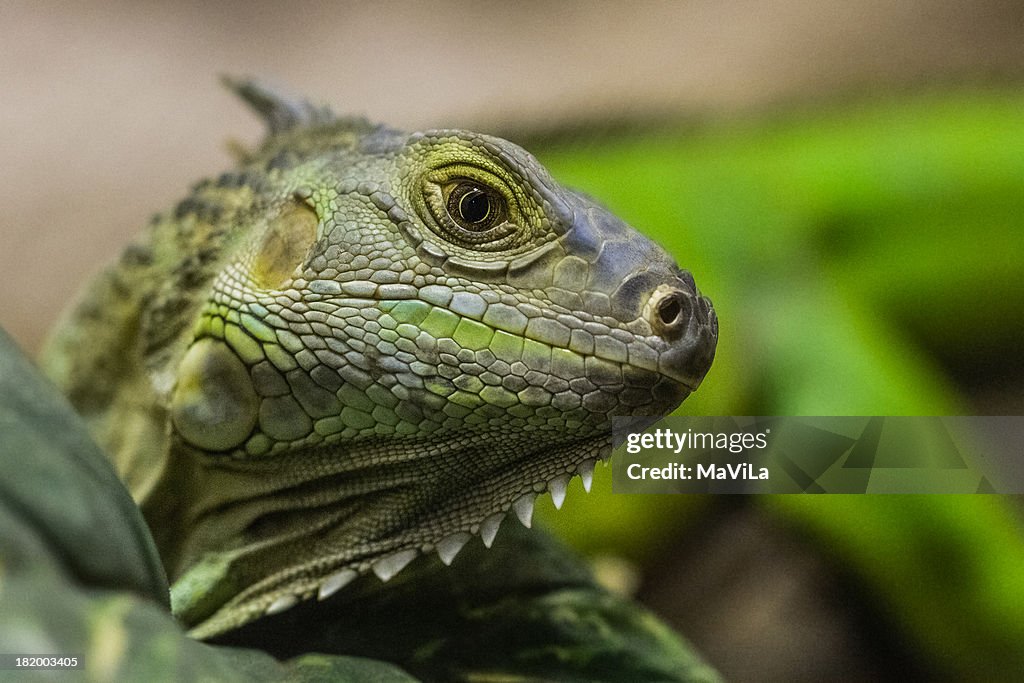 Iguana ( Iguana iguana ) - Green Iguana