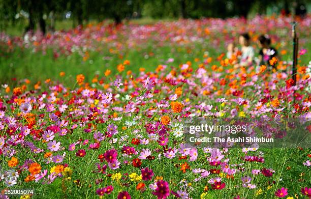 People walk in the fully-bloomed cosmos field at Kudamatsu Sports Park on September 25, 2013 in Kudamatsu, Yamaguchi, Japan.