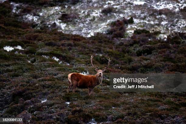 Stags are seen near Ballater as temperatures hit sub zero overnight on November 29, 2023 in Ballater Scotland. On Tuesday, the Met Office issued a...