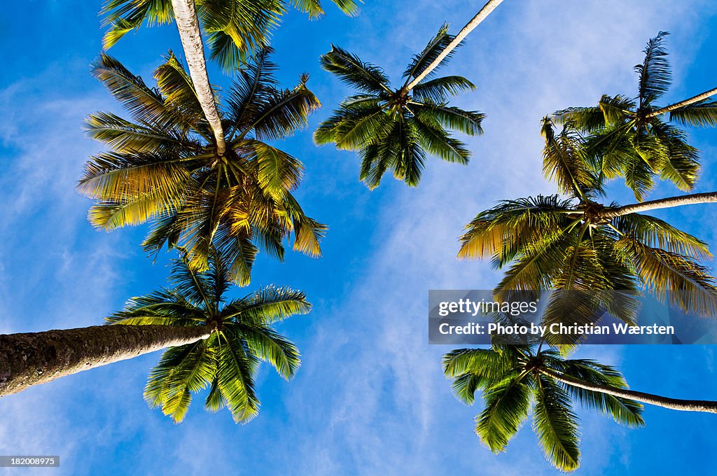 Palms in St. Lucia