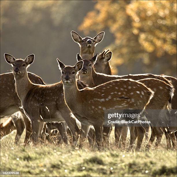 the sika deer girls - sikahert stockfoto's en -beelden