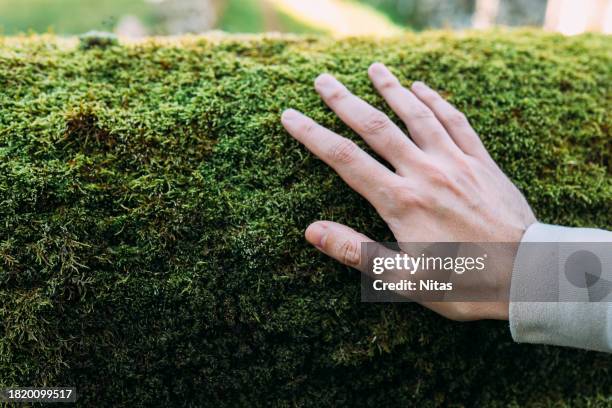 hand touching moss - green lichen stock pictures, royalty-free photos & images