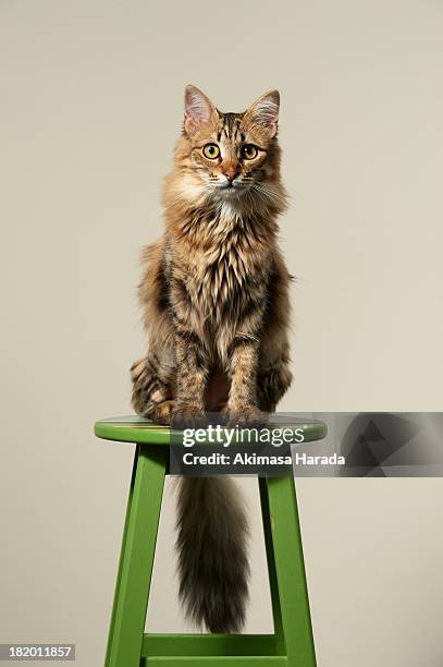 cat portrait - longhair cat stockfoto's en -beelden