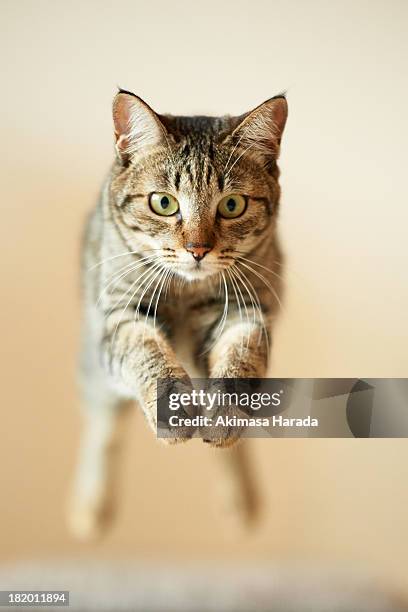 jumping cat - cat jump stockfoto's en -beelden