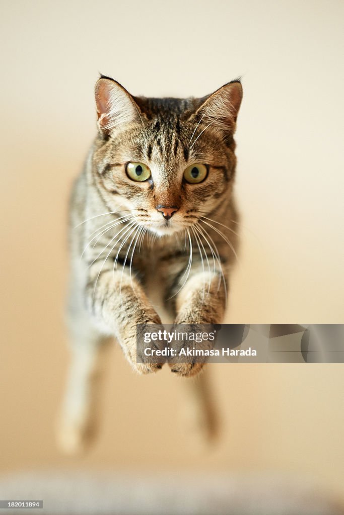 Jumping Cat