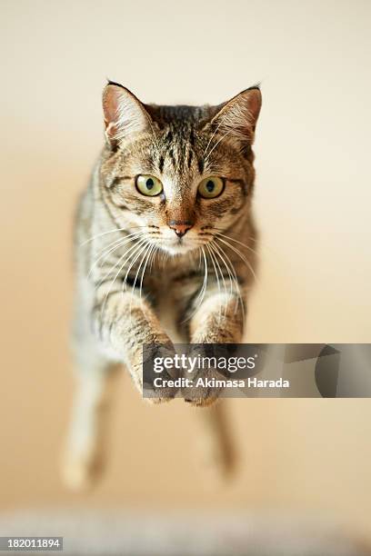 jumping cat - cat jumping stock pictures, royalty-free photos & images