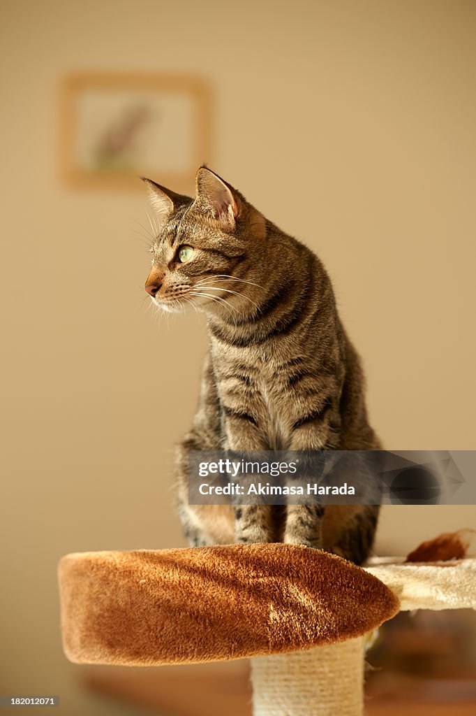 Cat stands on cat tower