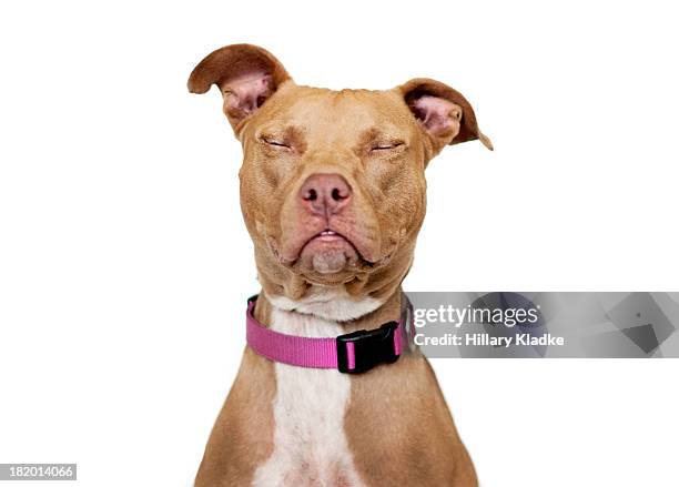 brown dog with closed eyes - dog eyes closed stock pictures, royalty-free photos & images