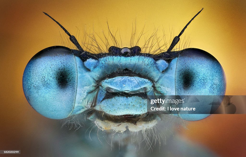 Damselfly Portrait
