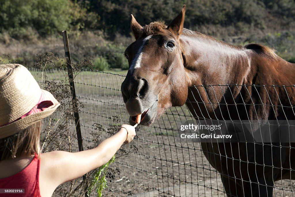 Young girl feeding a carrot to a horse