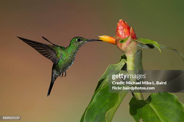 green-crowned brilliant hummingbird - green crowned brilliant hummingbird stock pictures, royalty-free photos & images