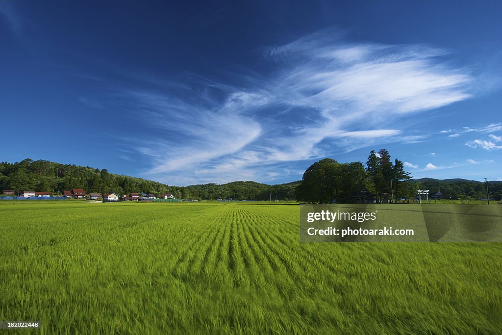 Rice field and sky