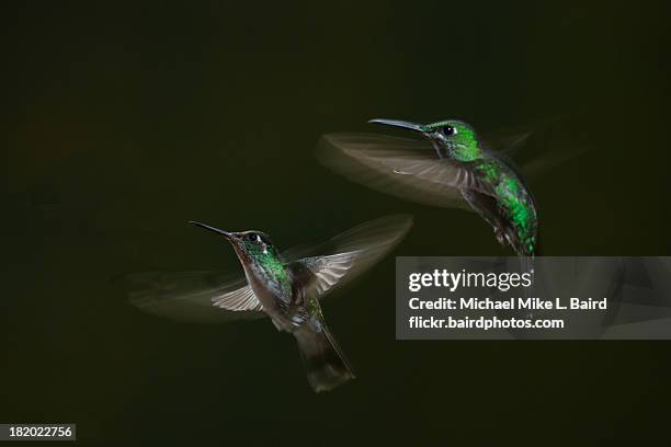 green-crowned brilliant hummingbird - heliodoxa jacula imagens e fotografias de stock