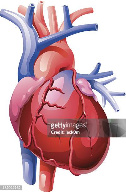 illustrazioni stock, clip art, cartoni animati e icone di tendenza di cuore - human artery