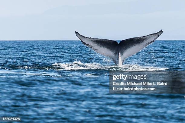 blue whale (balaenoptera musculus) tail fluke - blue whale stockfoto's en -beelden