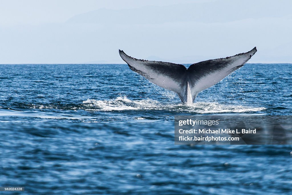 Blue whale (Balaenoptera musculus) tail fluke