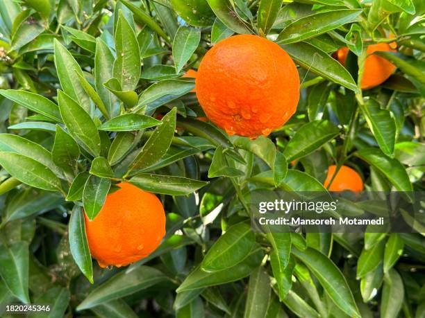 Tangerine Tree High-Res Stock Photo